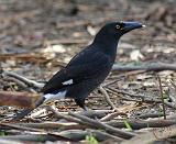 Pied Currawong 9R023D-178